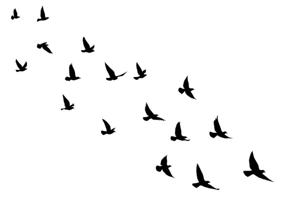 Flying birds silhouettes on isolated background. Vector illustration. isolated bird flying. tattoo and wallpaper background design. - Vector, Image