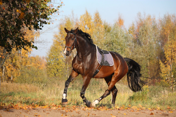 όμορφο κόλπο άλογο που καλπάζει το φθινόπωρο - Φωτογραφία, εικόνα