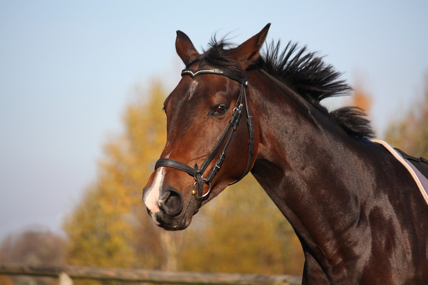 πορτρέτο του κόλπου άλογο με το χαλινάρι  - Φωτογραφία, εικόνα