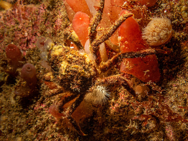A closeup picture of Ascidiacea, commonly known as the ascidians or sea squirts and a spider crab. Picture from the Weather Islands, Skagerack Sea, Sweden - Photo, Image