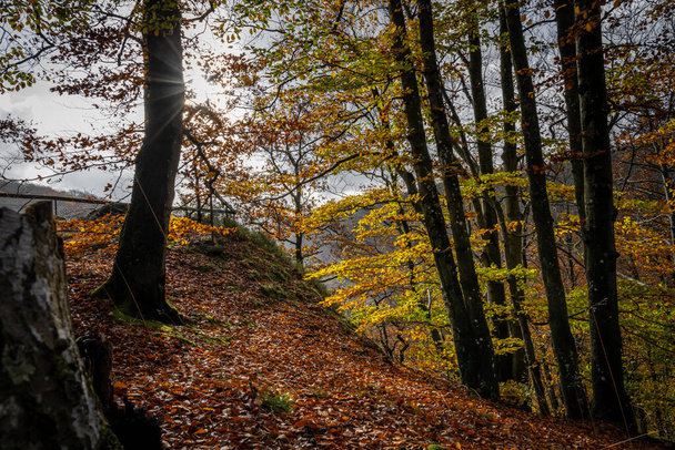 Renkli bir sonbahar ormanı manzarası. Fotoğraf İsveç 'in güneyindeki Scania' daki bir milli parktan. - Fotoğraf, Görsel