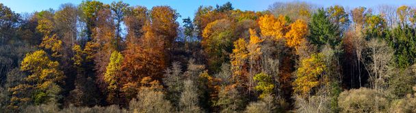 Large panorama de forêt d'automne avec des couleurs chaudes agréables - Photo, image