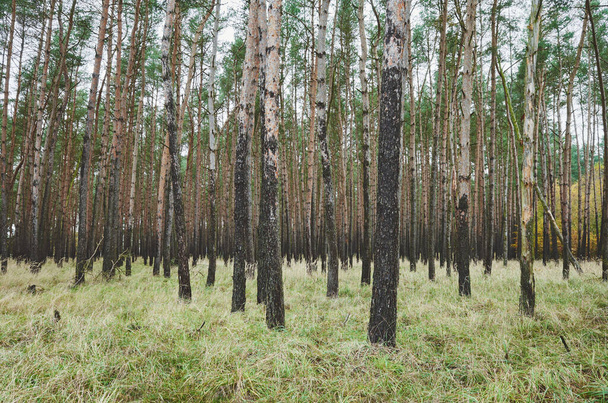 Картина осеннего леса с березами. - Фото, изображение