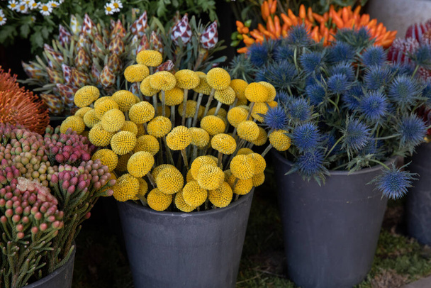 Full bucket of fresh cut yellow flowers Craspedia known as billy buttons or woollyheads and blue Eryngium amethystinum or amethyst eryngo or amethyst sea holly herb in October. Horizontal. Close up. - Photo, Image