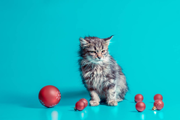 joyless holiday disgruntled kitten with christmas balls on a turquoise background - Foto, Bild