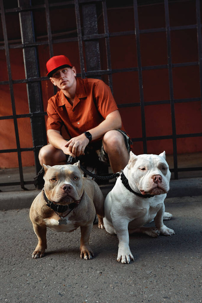 jeune homme élégamment habillé avec deux chiens tyrans américains dans les rues de la ville - Photo, image