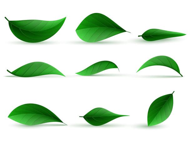 Gerçekçi yeşil çay yaprakları koleksiyonu - Vektör, Görsel