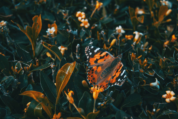 Деталь барвистого метелика, що спирається на рослину з вітряної кістки в дикій природі
 - Фото, зображення