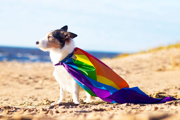 Cute funny dog with colorful rainbow gay lgbt flag. Pride holiday concept. outdoor lifestyle - Fotografie, Obrázek
