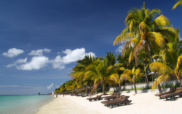 Тропический пляж с пальмами и шезлонгами
 - Фото, изображение
