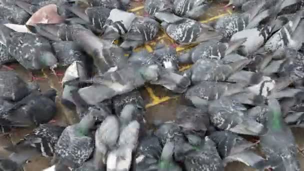 Ein Schwarm städtischer Tauben pickt Getreide auf dem Bürgersteig und entkommt - Filmmaterial, Video