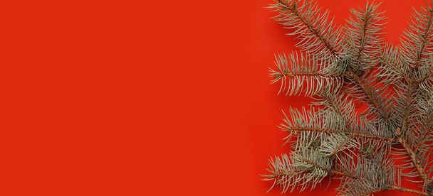 Kiefernzweige auf weihnachtlichem Hintergrund  - Foto, Bild