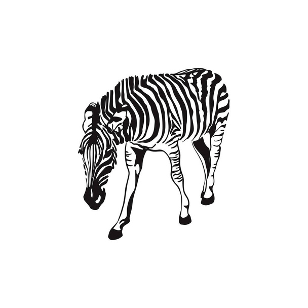 Graphical sketch zebra isolated on white background, vector illustration - Διάνυσμα, εικόνα