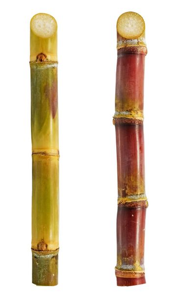 Cukornád izolált fehér alapon - Fotó, kép