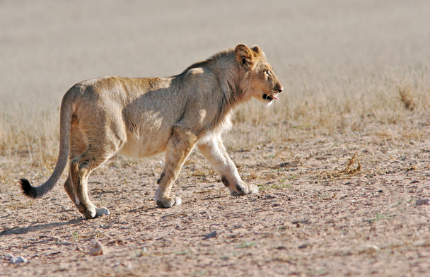 Wild Afrikaanse leeuw - Foto, afbeelding