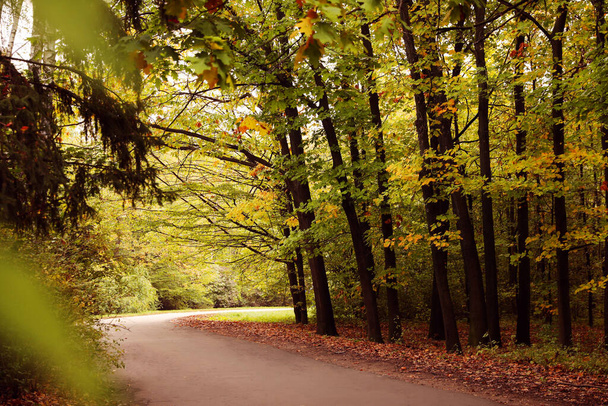 Beautiful view of park with trees on autumn day - Zdjęcie, obraz