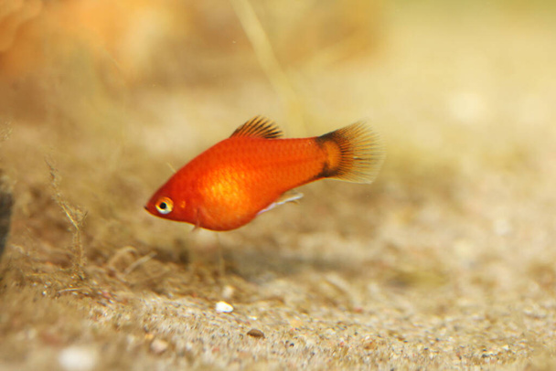 Platy (Xiphophorus maculatus), популярная пресноводная аквариумная рыба - Фото, изображение