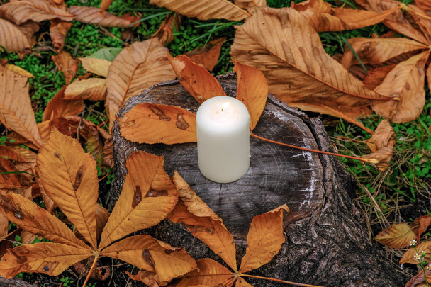 Biała świeca pali się na pniu w jesiennym parku miejskim na tle żółtych opadłych liści makro fotografia - Zdjęcie, obraz