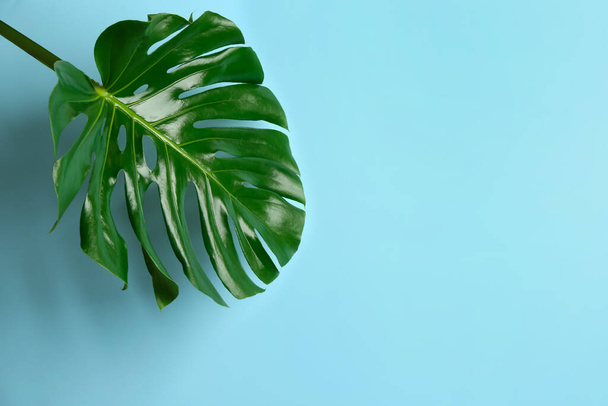 Beautiful monstera leaf on light blue background, space for text. Tropical plant - Foto, Bild