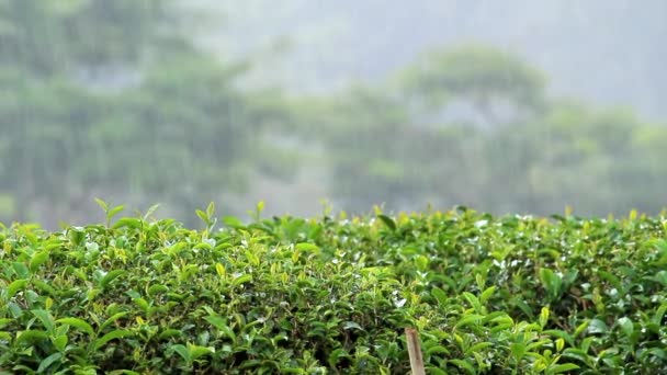 Kilátás a friss zöld tea ültetvény egy dombon Észak-Thaiföldön egy esős napon. - Felvétel, videó