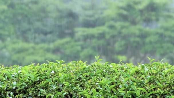 Kilátás a friss zöld tea ültetvény egy dombon Észak-Thaiföldön egy esős napon. - Felvétel, videó