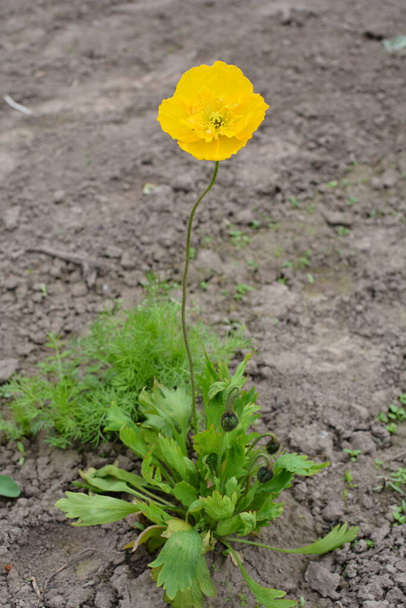 Hermosa flor de amapola amarilla en el verano / Nombre de la flor científica: Glaucium flavum - Foto, imagen
