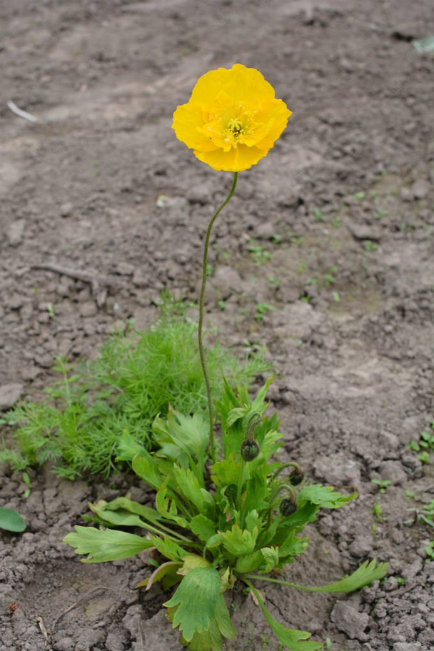 Hermosa flor de amapola amarilla en el verano / Nombre de la flor científica: Glaucium flavum - Foto, imagen