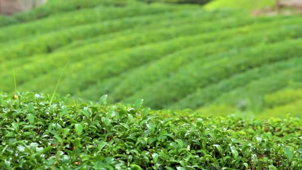 Pohled na svěží plantáž zeleného čaje na kopci v severním Thajsku. - Záběry, video