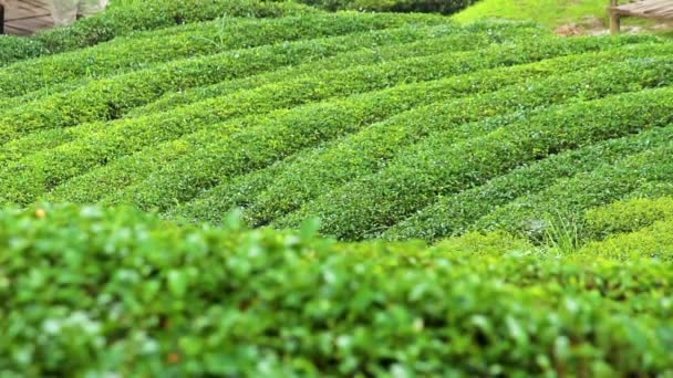 Uitzicht op verse groene thee plantage op een heuvel in het noorden van Thailand. - Video