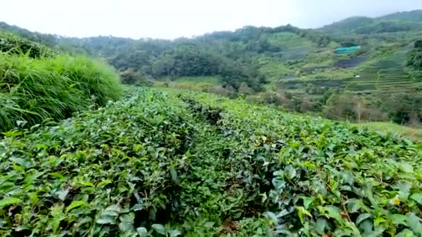 A kilátás sétálni a teraszon tea ültetvény a hegyen reggel enyhe napsütés. - Felvétel, videó