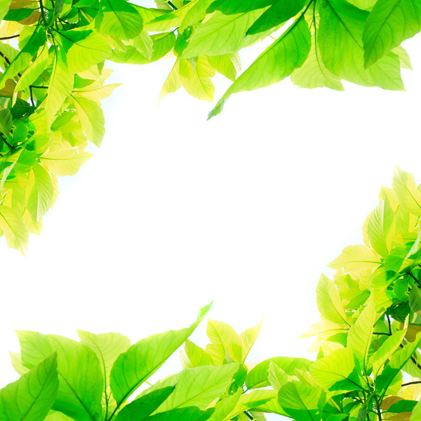 hojas verdes aisladas sobre fondo blanco  - Foto, imagen