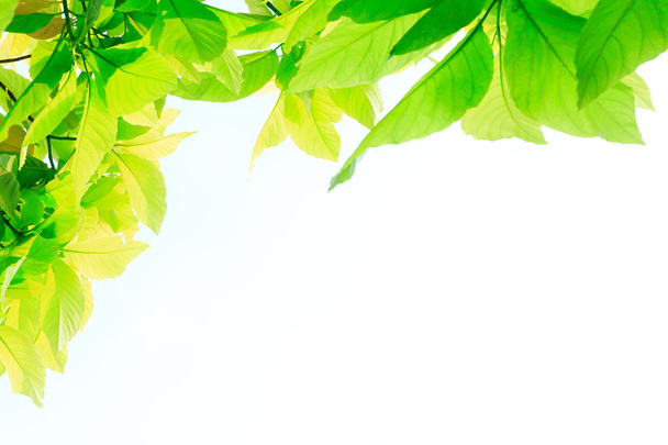 hojas verdes aisladas sobre fondo blanco  - Foto, Imagen