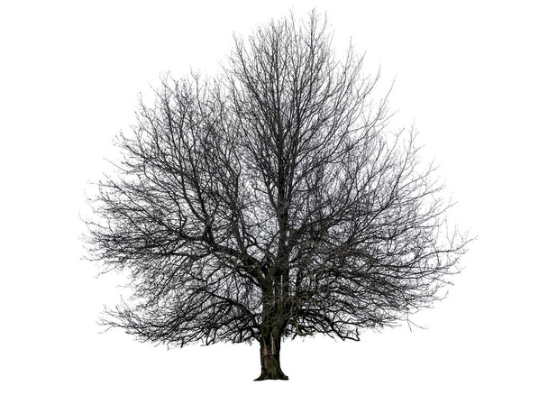 bare linden tree isolated on white - Photo, Image