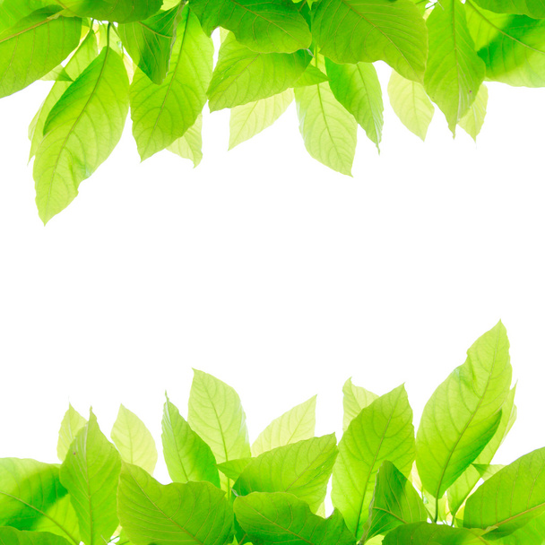 hojas verdes aisladas sobre fondo blanco  - Foto, Imagen