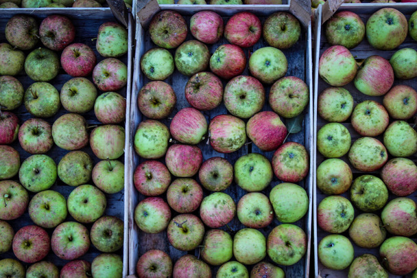 Hausgemachte Äpfel im Herbst auf dem Land. Äpfel perfekt in Holzkisten gestapelt. - Foto, Bild
