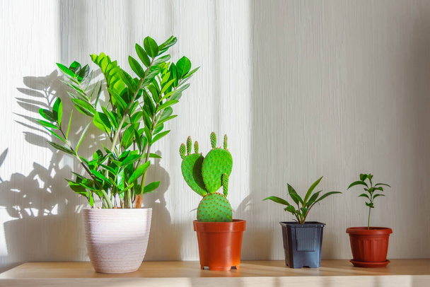Indoor plants lit by the bright sun on a shelf in the room are lined up - Zamioculcas, prickly pear cactus, cordyline plant, citrus orange, lemon, tangerine - Valokuva, kuva