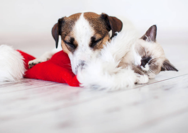 Cat in christmas hat and dog - Foto, Imagen