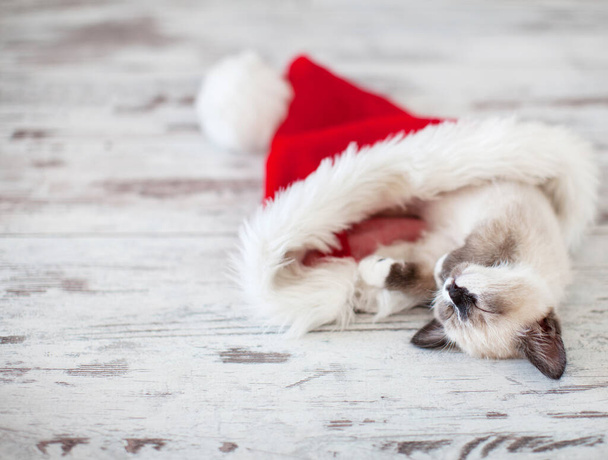 Kitten sleep in christmas hat - Fotoğraf, Görsel