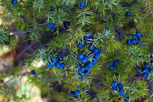 Viele reife blaue Wacholderbeeren an einem Zweig zwischen grünen Nadeln. Juniperus communis Frucht. Bjelasnica-Gebirge, Bosnien und Herzegowina. - Foto, Bild