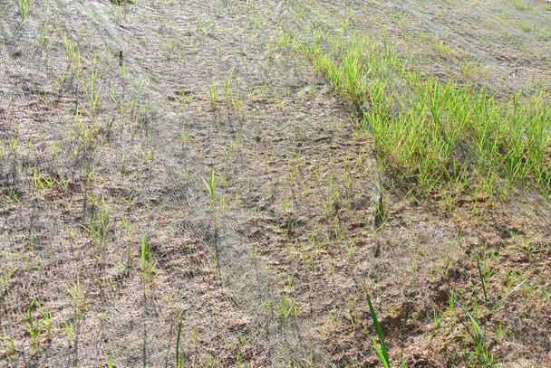 IPOH, MALASIA - 16 DE MARZO DE 2020: Protección permanente de pendientes mediante el método de césped cerrado para evitar la erosión. El tipo seleccionado de hierba utilizada para el método. La hierba también estabiliza la estructura de la pendiente. - Foto, Imagen