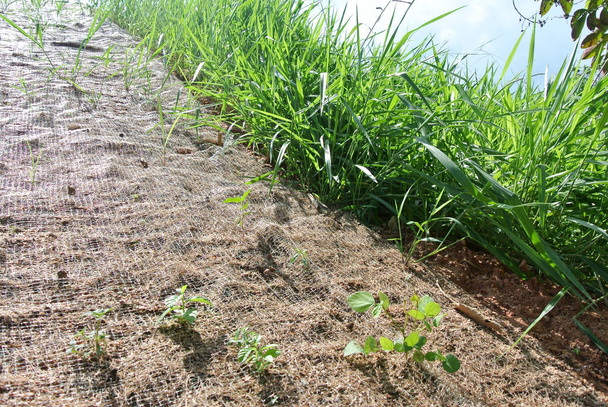 IPOH, MALAYSIA - 16 МАРТА 2020: Постоянная защита от наклона с помощью метода закрытого турфинга для предотвращения эрозии. Выбранный тип травы, используемый для метода. Трава также стабилизирует структуру склона. - Фото, изображение