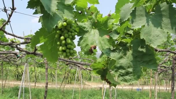 zöld szőlő természetes farm - Felvétel, videó
