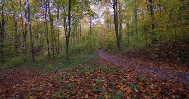 gele bladeren vallen in het prachtige herfsthout in slow motion - Video