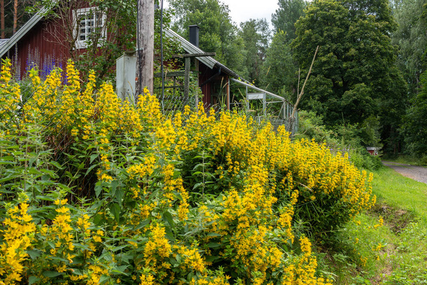 Gelb blühende hohe Pflanzen vor einem roten schwedischen Häuschen mit einem überwucherten Garten - Foto, Bild