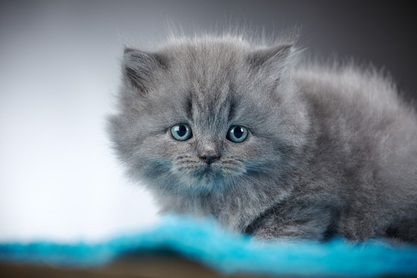Britannico gattino capelli lunghi
 - Foto, immagini