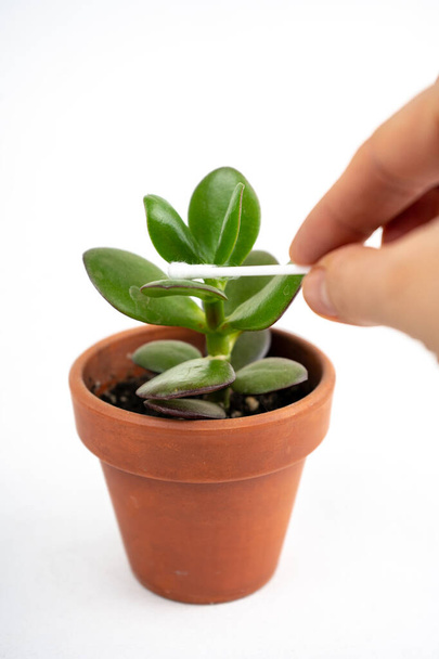 Mały garnek z krassula lub drzewa pieniędzy. Wytrzyj liście, aby zająć się roślinami w domu - Zdjęcie, obraz