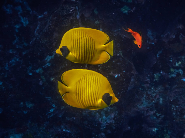 two blue cheeked butterflyfish flows over each other in the sea while diving - Photo, Image