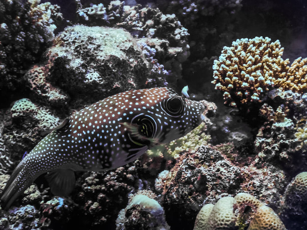 pez globo manchado blanco entre los coralls en el mar gran vista mientras bucea - Foto, Imagen