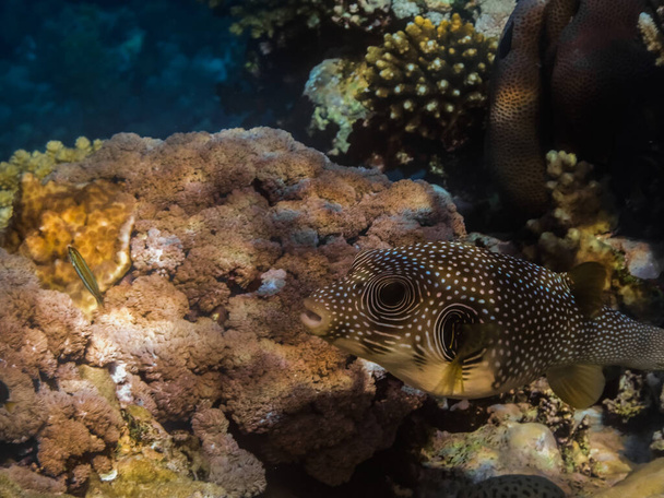 peixe puffer manchado branco nada a partir da direita em corais no mar vermelho enquanto mergulha - Foto, Imagem