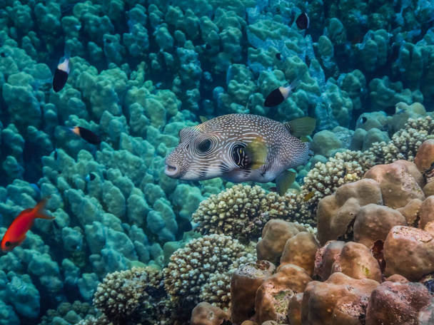 weiß gefleckte Kugelfische strömen in hellblauem Wasser aus dem Meer über Korallen - Foto, Bild